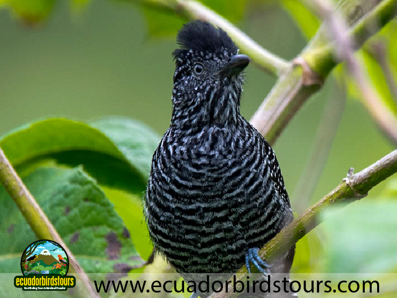 20 Days Birding in Ecuador Lined Antshrike in Wild Sumaco Reserve