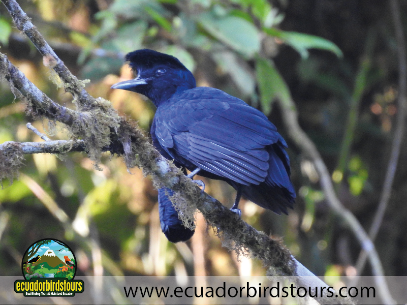 20 Days Birding in Ecuador Long wattled Umbrellabird in 23 Junio Community