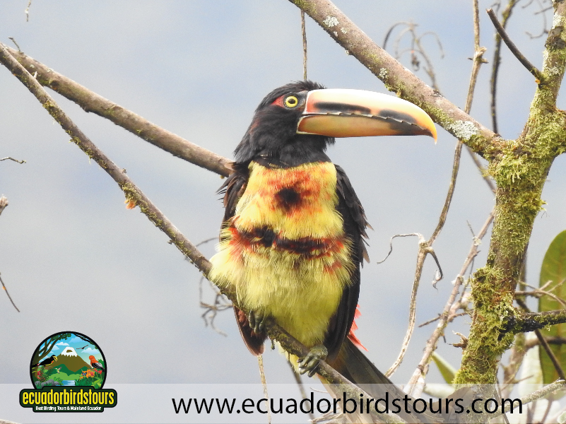 20 Days Birding in Ecuador Pale mandibled Aracari in Mindo Valley