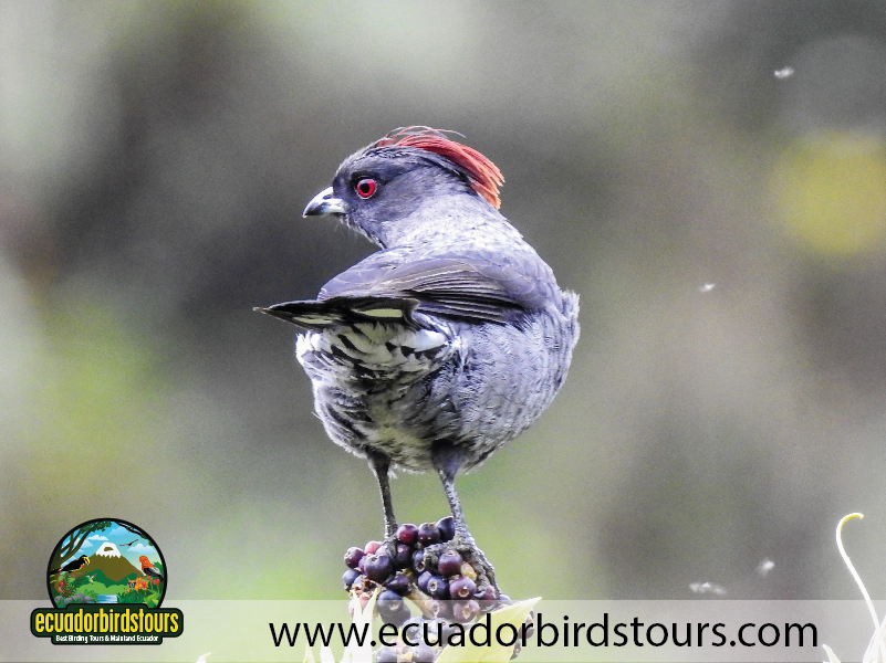 20 Days Birding in Ecuador Red crested Cotinga in Antisana Condor Observatory