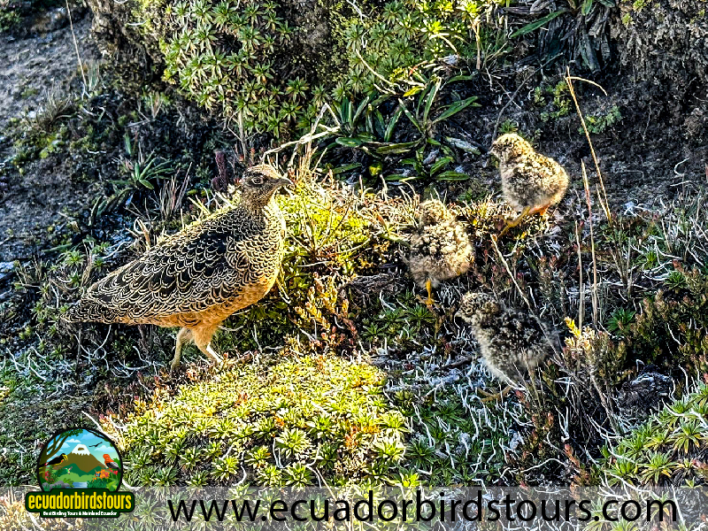 20 Days Birding in Ecuador Rufous bellied Seedsnipe in Papallacta Pass