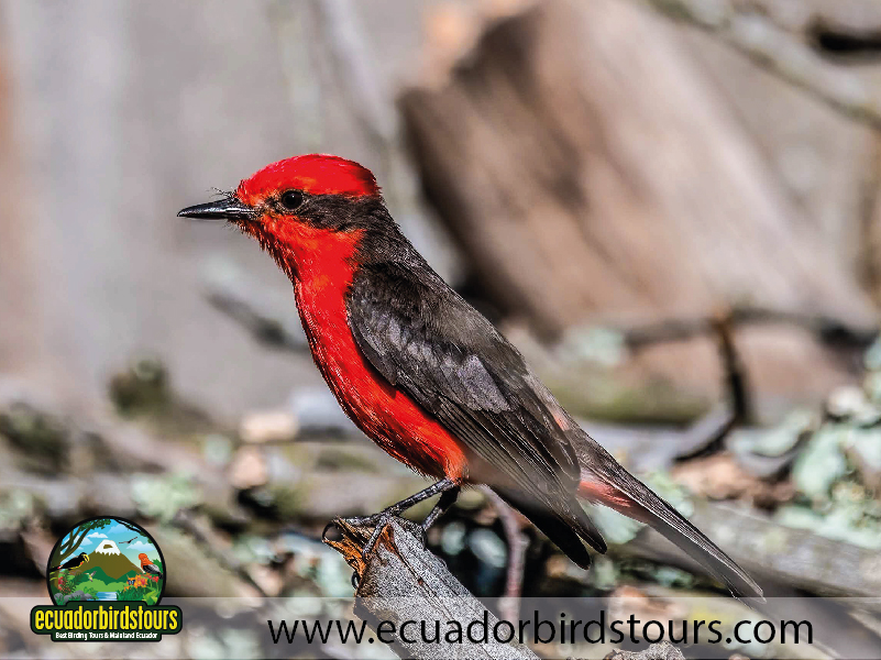 20 Days Birding in Ecuador Virmillion Flycatcher in Jimenita