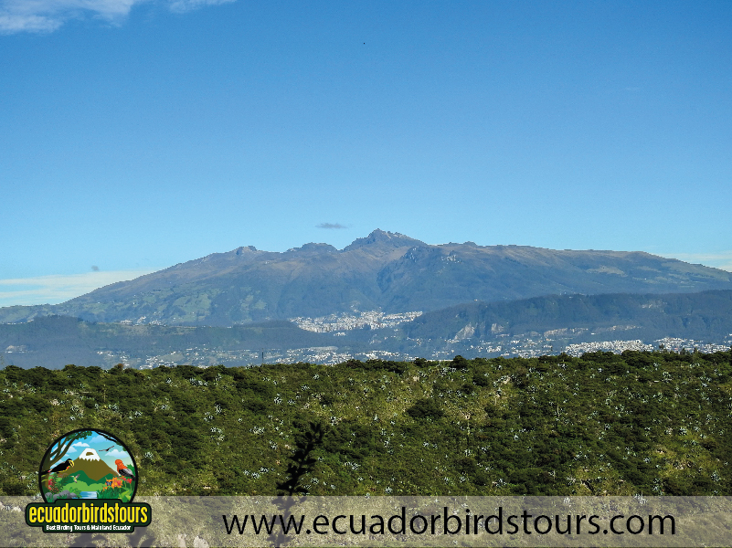 20 Days Birding in Ecuador Jimenita Lodge