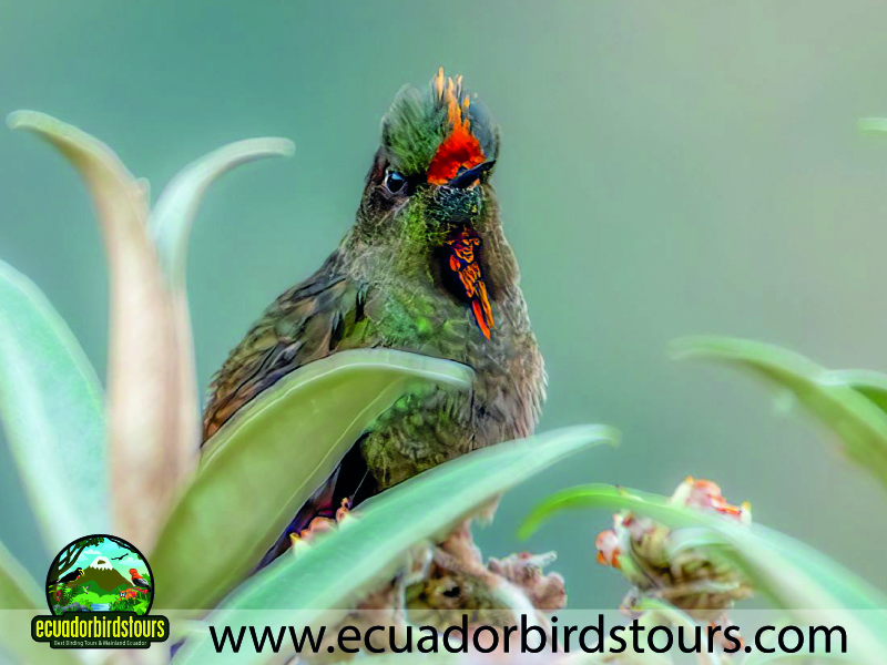 20 Days Birding in Ecuador Rainbow bearded Thornbill Papallacta Pass