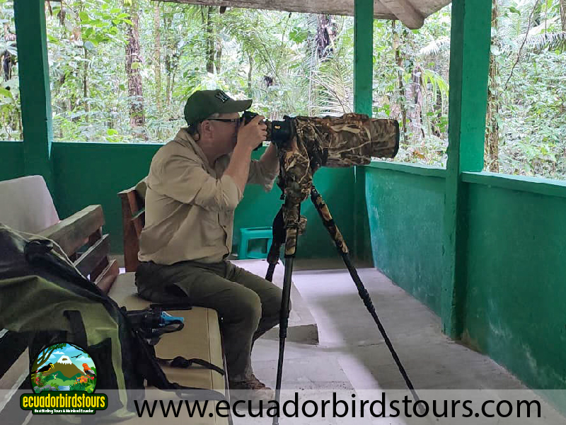 Birdwatching Tours in Ecuador by Ecuadorbirdstours 5