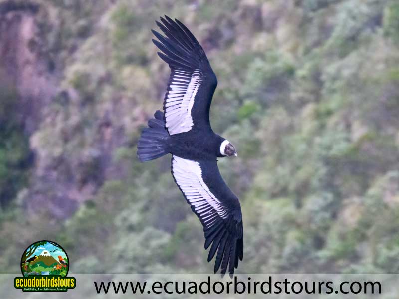 3 Days Birding in Ecuador Antisana Condor Observatory by Ecuador Birds