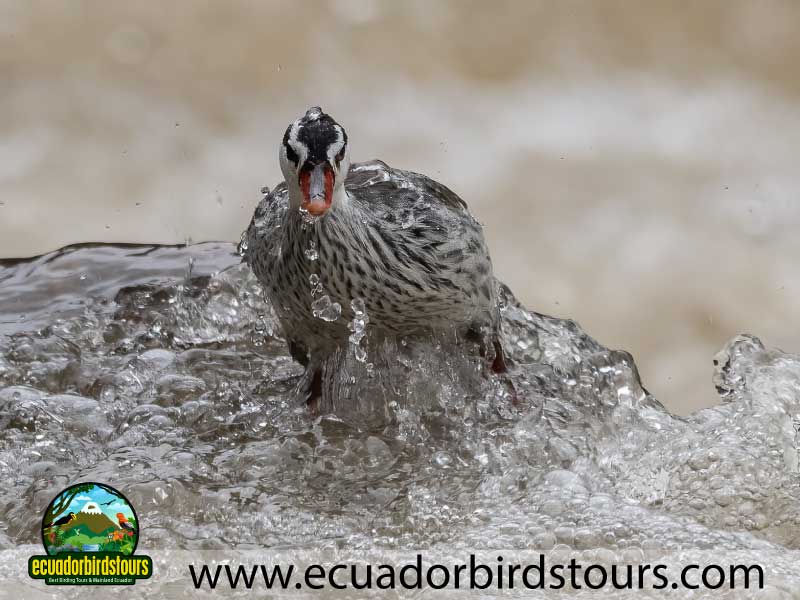 3 Days Birding in Ecuador Torrent Duck by Ecuador Birds Tours