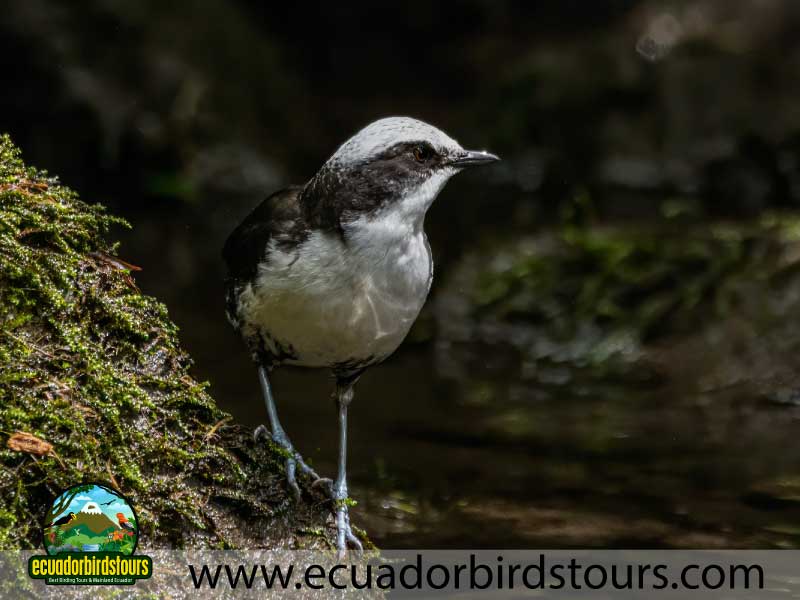 3 Days Birding in Ecuador White capped Dipper by Ecuador Birds Tours