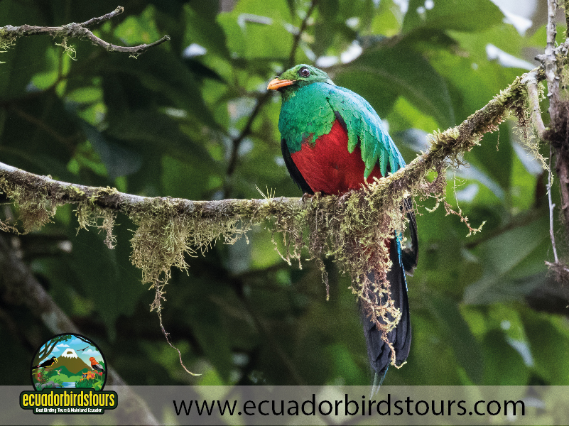 3 Days Intro Bird Tour Golden headed Quetzal by Birding Photo Tours Ecuador