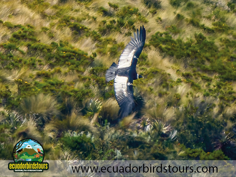 9 Days Birdwatching Tours in Ecuador Andean Condors by Ecuador Birds Tours
