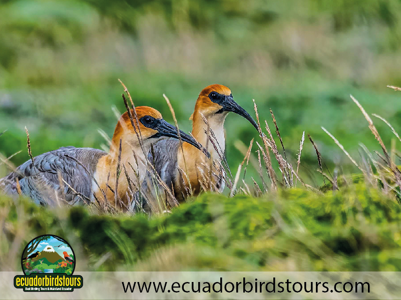 9 Days Birdwatching Tours in Ecuador Andean Ibises by Ecuador Birds Tours