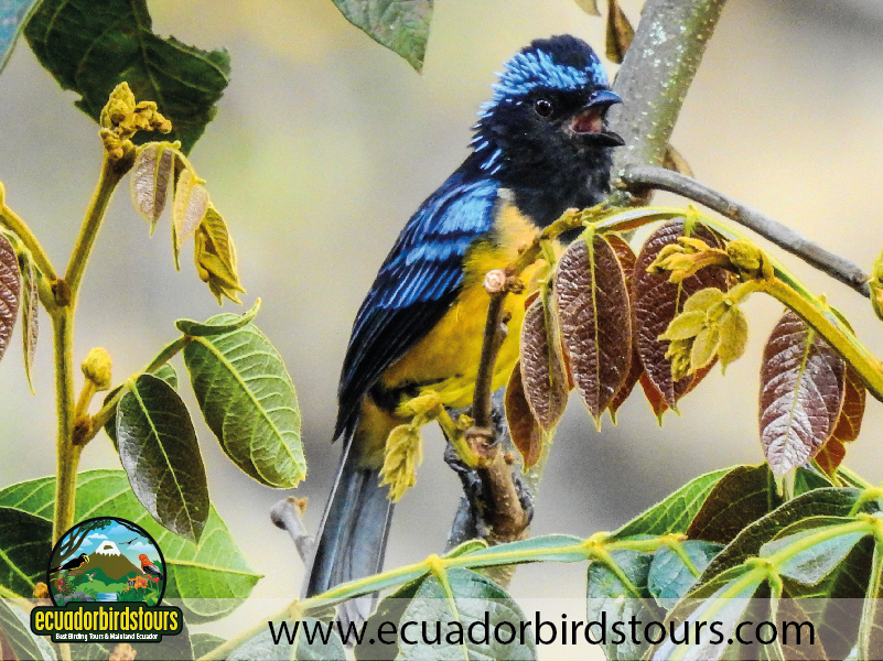 9 Days Birdwatching Tours in Ecuador Buff breasted mountain tanager by Ecuador Birds Tours