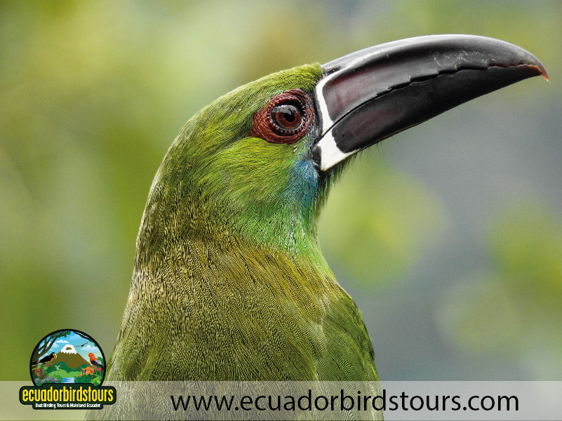 9 Days Birdwatching Tours in Ecuador Crimson rumped toucanet by Ecuador Birds Tours