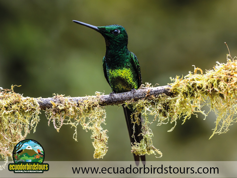 9 Days Birdwatching Tours in Ecuador Empress Brilliant by Ecuador Birds Tours