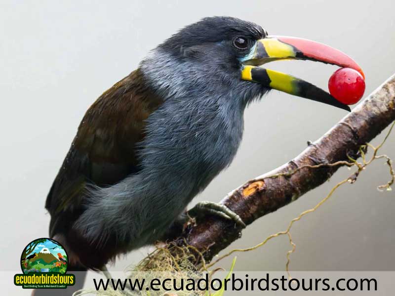9 Days Birdwatching Tours in Ecuador Grey Breasted Mountain Toucan by Ecuador Birds Tours
