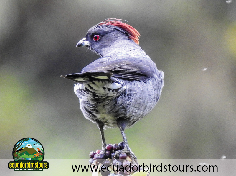 9 Days Birdwatching Tours in Ecuador Red crested Cotinga by Ecuador Birds Tours