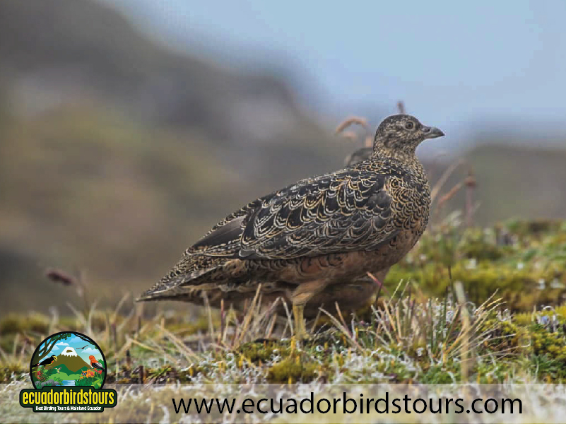 9 Days Birdwatching Tours in Ecuador Rufous bellied Seedsnipe by Ecuador Birds Tours