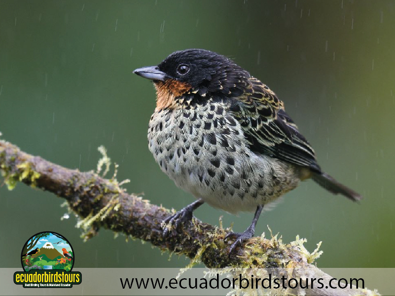9 Days Birdwatching Tours in Ecuador Rufous throated Tanager by Ecuador Birds Tours