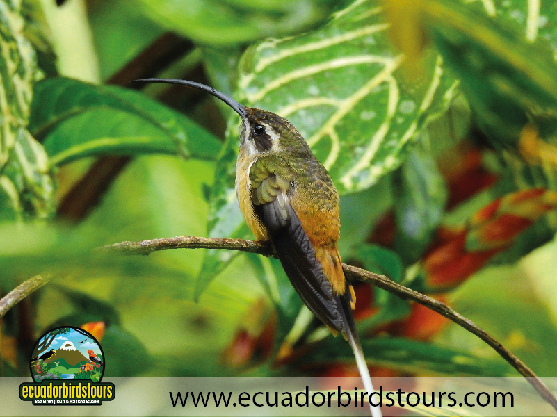 9 Days Birdwatching Tours in Ecuador Tawny bellied Hermit by Ecuador Birds Tours