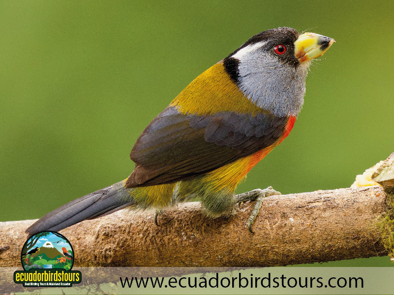 9 Days Birdwatching Tours in Ecuador Toucan Barbet by Ecuador Birds Tours