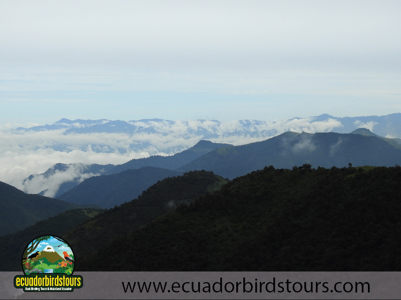 9 Days Birdwatching Tours in Ecuador Yanacocha Reserve Ecuador Birds Tours