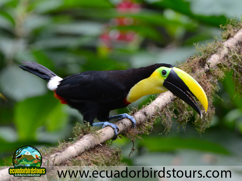 9 Days Birdwatching Tours in Ecuador Yellow throated Toucan by Ecuador Birds Tours