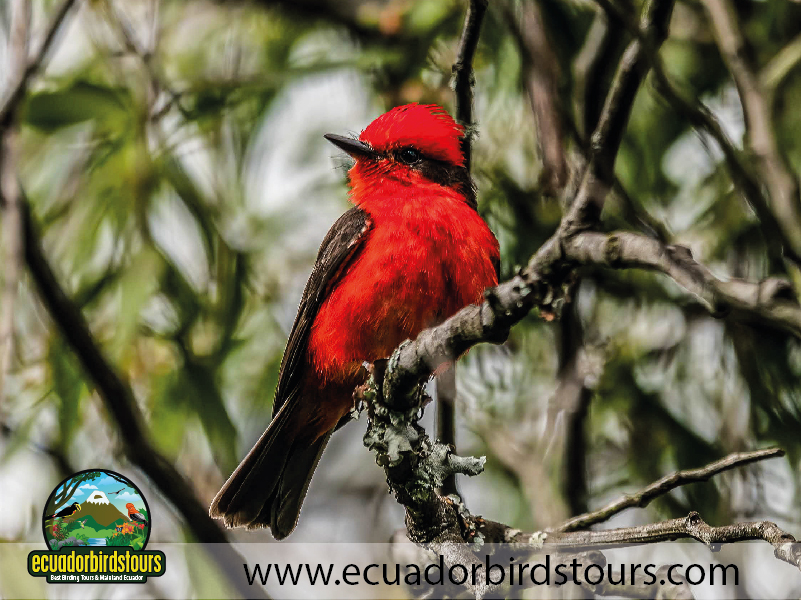 9 Days Birdwatching Tours in Ecuador by Vermillion Flycatcher Ecuador Birds Tours