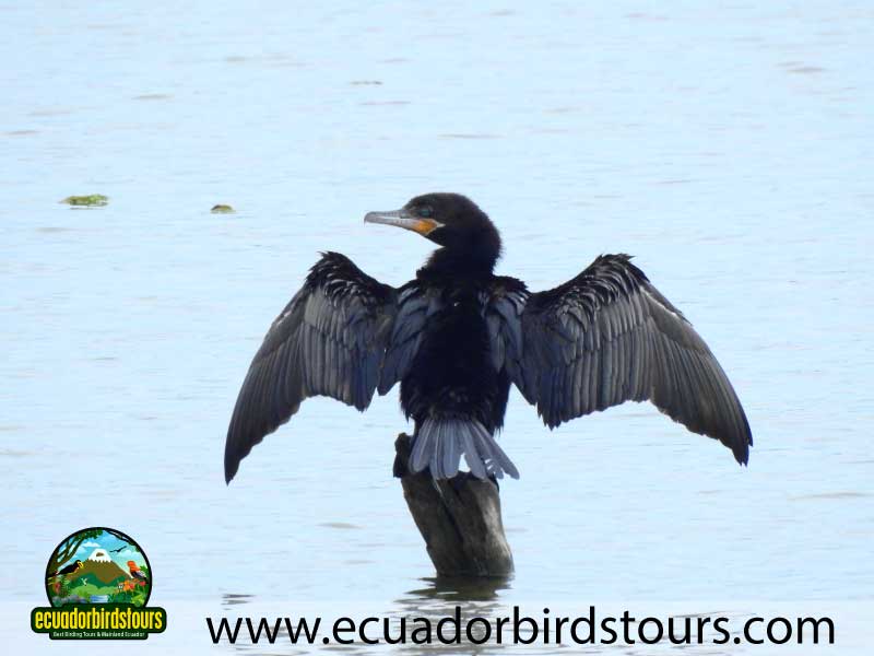 Tailor made Birding Photography Tours in Ecuador Pacific Cormorant