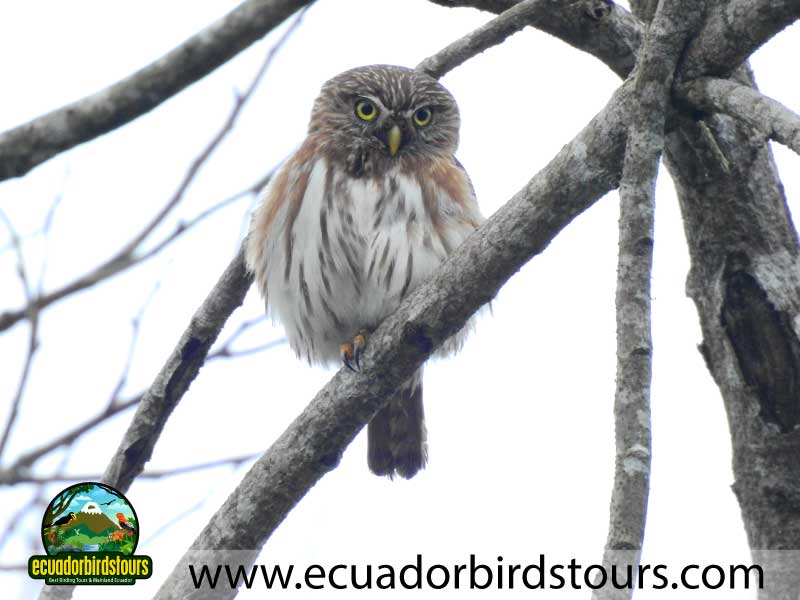 Tailor made Birding Photography Tours in Ecuador Pacific Owl