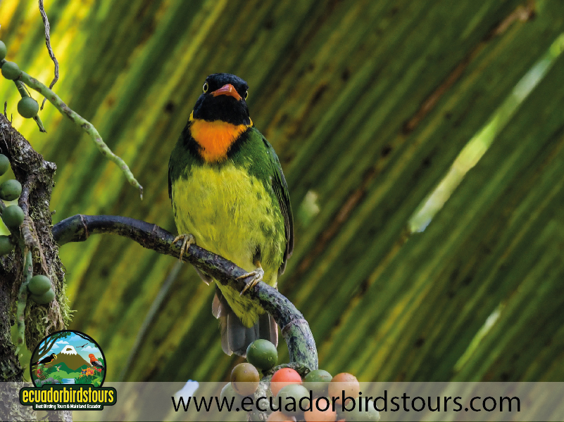 Tailor made Birding Photography Tours in Ecuador 29