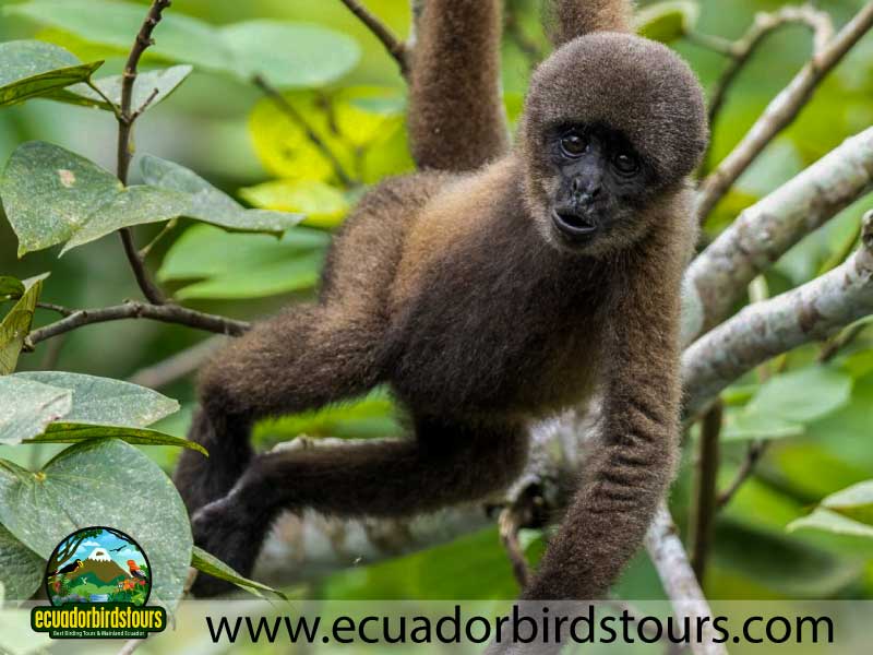 Tailor made Birding Photography Tours in Ecuador 37