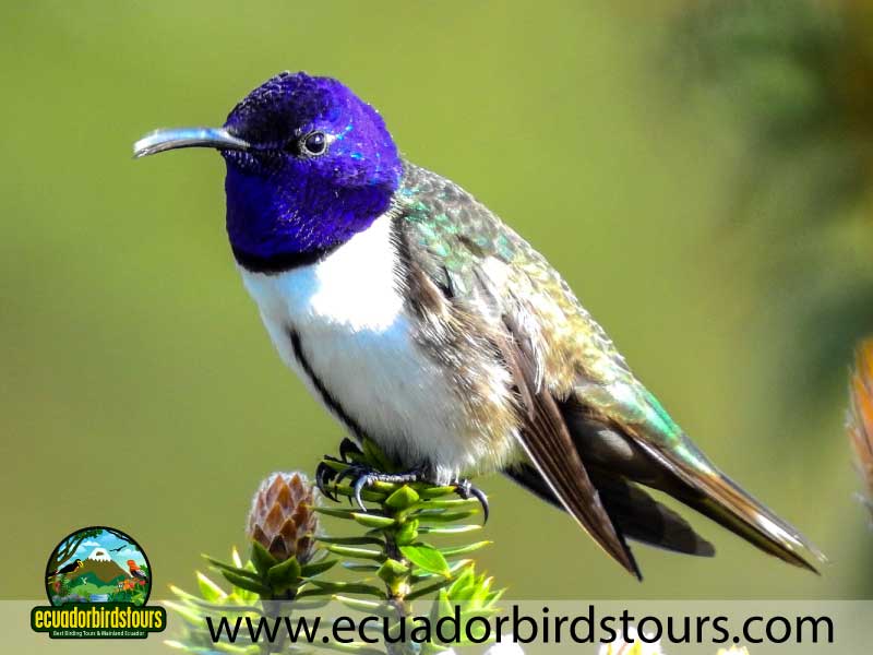 Tailor made Birding Photography Tours in Ecuador 70
