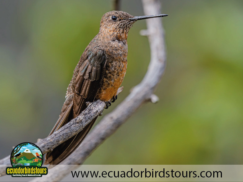 jimanita giant hummingbird