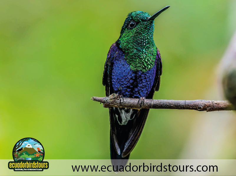 Alambi Hummingbird Paradise by Ecuador Birds Tours