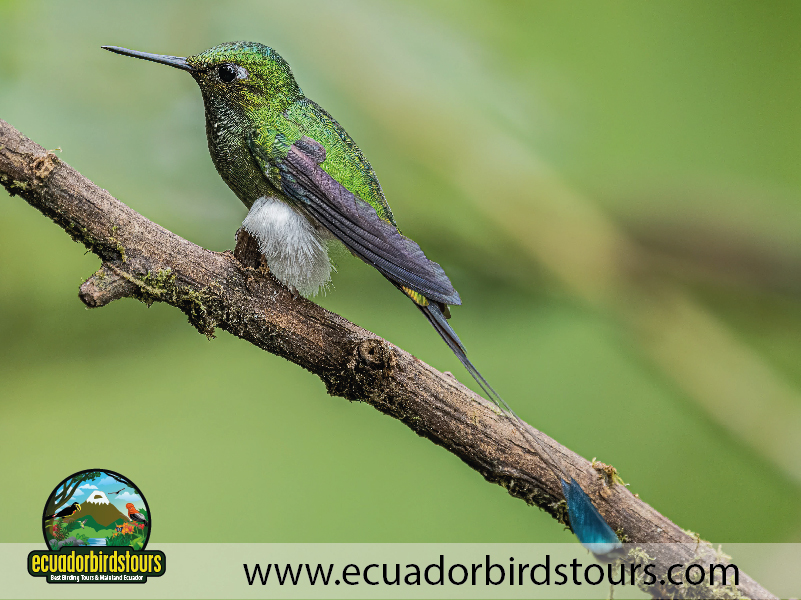 Alambi Hummingbird Paradise by Ecuador Birds Tours 2