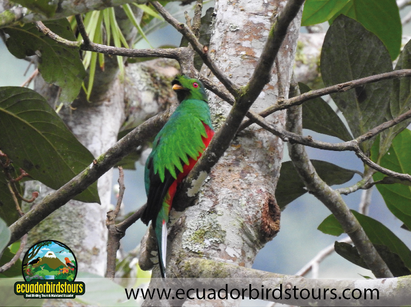 Alambi Hummingbird Paradise by Ecuador Birds Tours 3