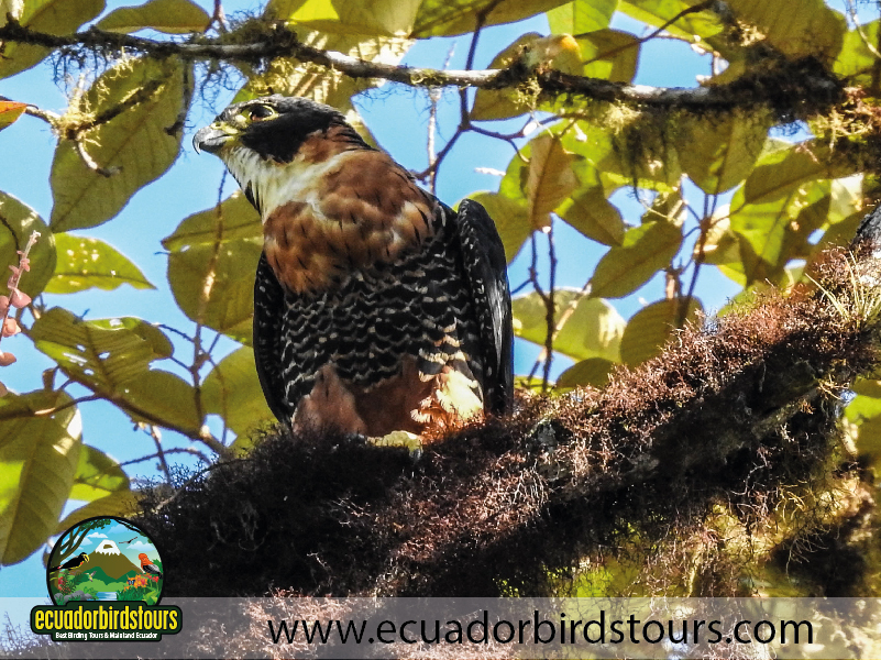 Refugio Angel Paz Andean Cock of the Rock by Ecuador Birds Tours 2