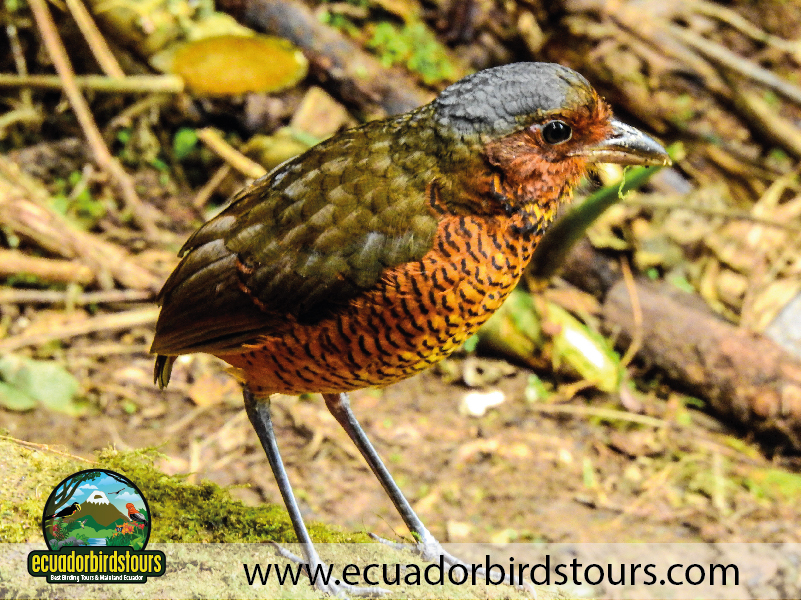 Refugio Angel Paz Andean Cock of the Rock by Ecuador Birds Tours 3