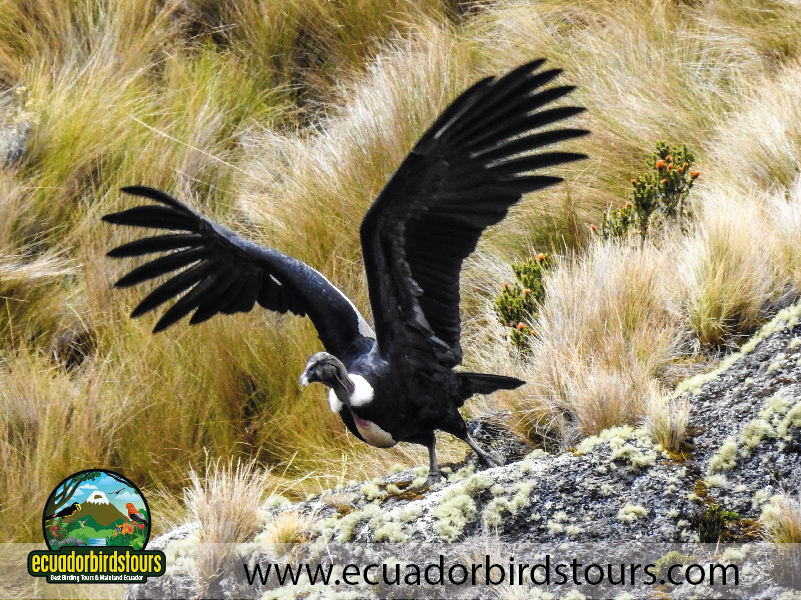 Antisana Andean Condor 08