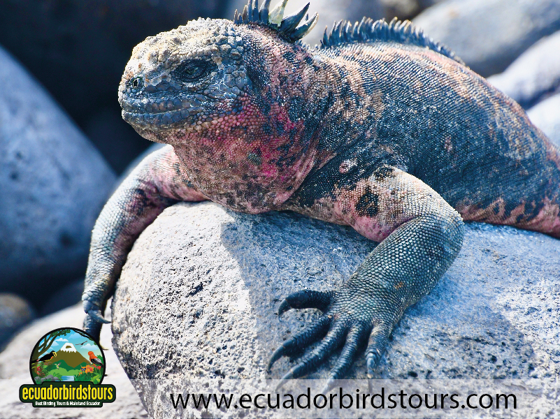 Galapagos by EcuadorBirds Tours 05