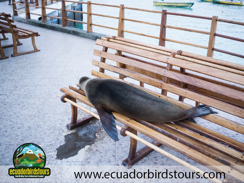 Galapagos by EcuadorBirds Tours 11