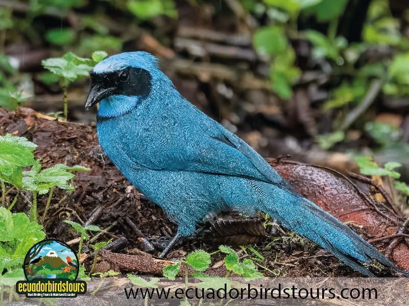 Guango Reserve by Ecuador Birds Tours