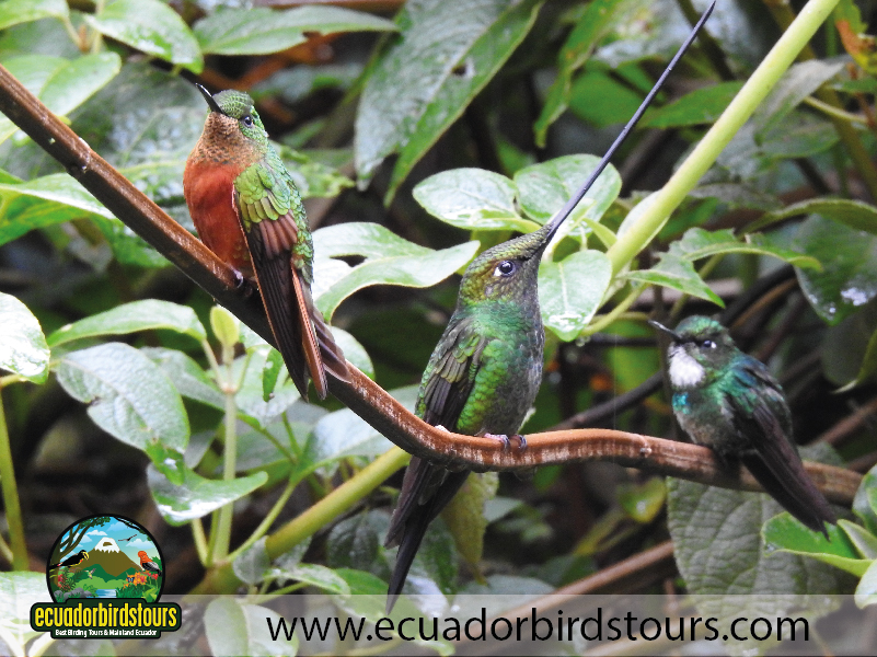 Guango Reserve by Ecuador Birds Tours 3