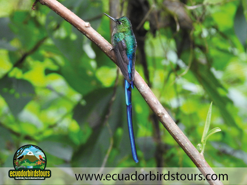 Guaycapi Toucan Feeders by Ecuador Birds Tours 3