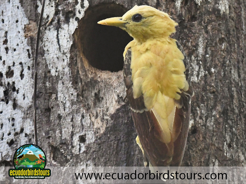 Misahualli Reserve by Ecuador Birds Tours