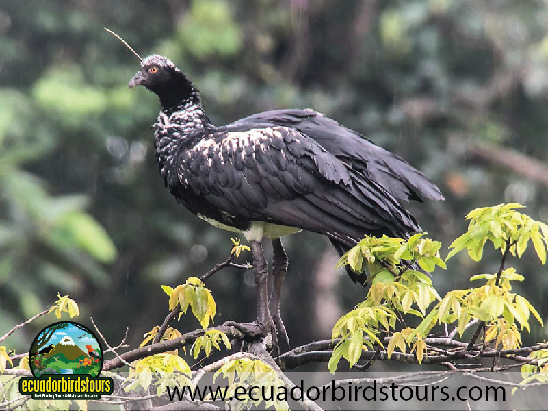 Misahualli Reserve by Ecuador Birds Tours 2