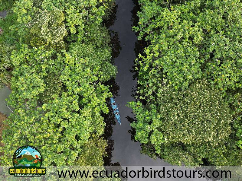 Misahualli Reserve by Ecuador Birds Tours 3