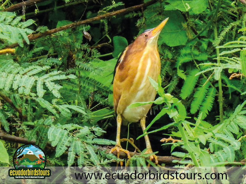 Humedal La Segua by Ecuador Birds Tours