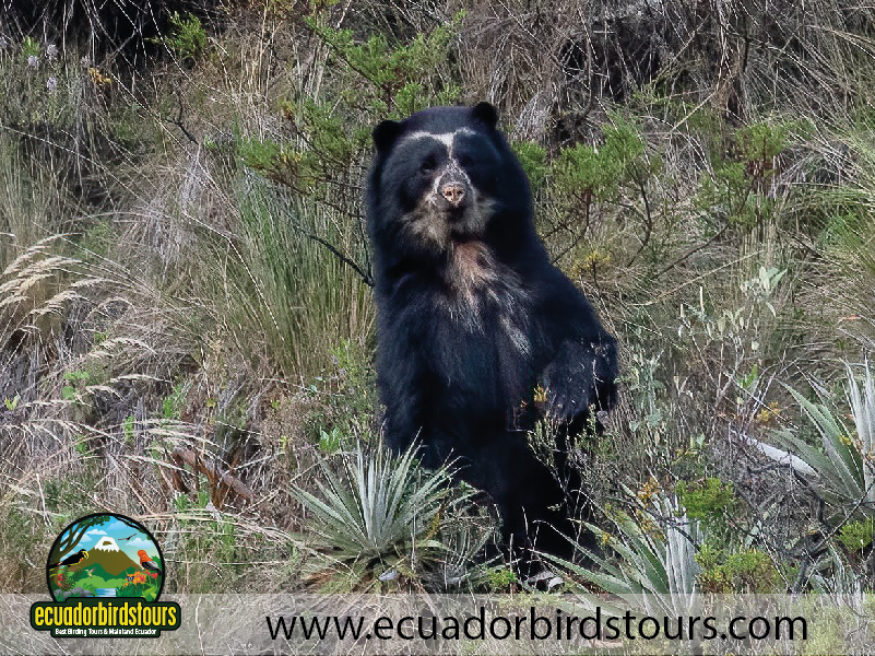 Spectacled Bear in Papallacta Pass by Ecuador Birds Tours