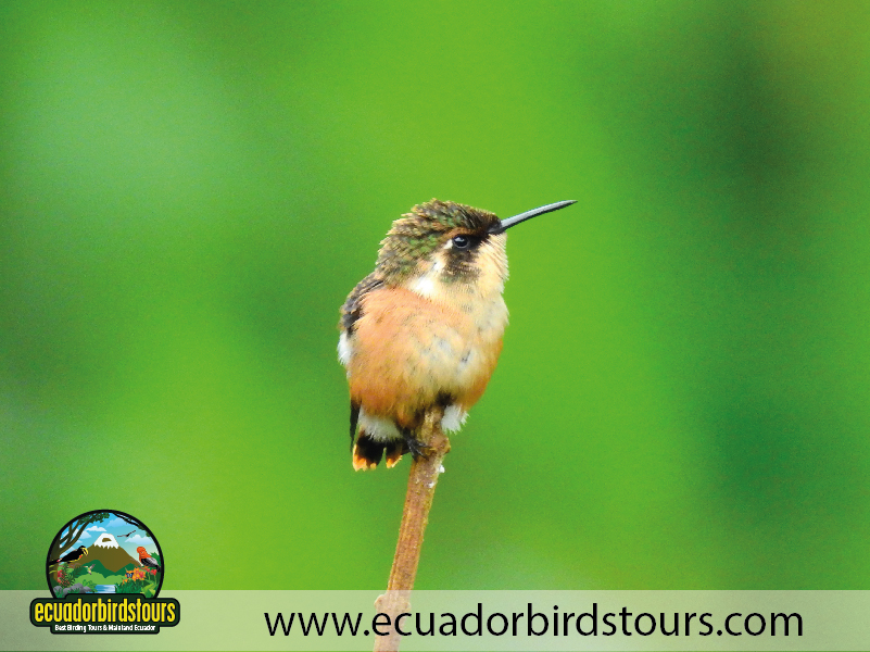Rio Quijos Reserve by Ecuador Birds Tours